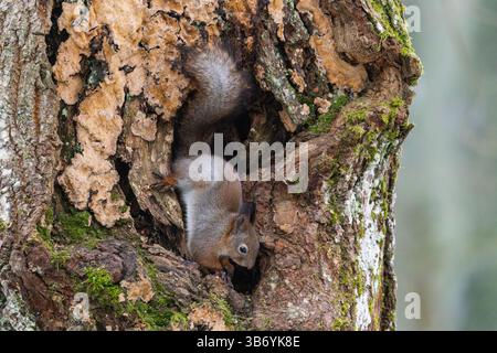 Red squirrel (Sciurus vulgaris) Stock Photo