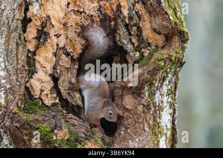 Red squirrel (Sciurus vulgaris) Stock Photo