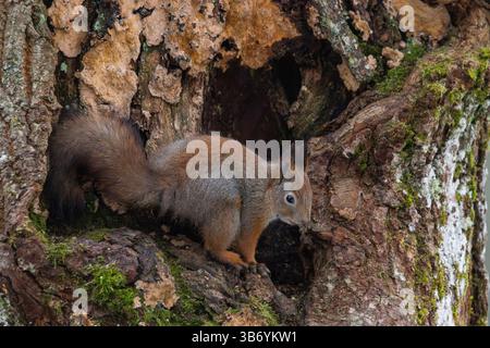 Red squirrel (Sciurus vulgaris) Stock Photo