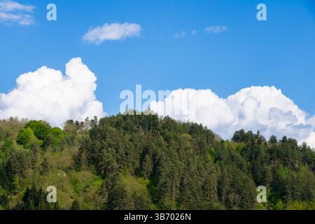 A vibrant hillside covered in various shades of green trees stretches against a clear blue sky. Fluffy clouds float above, creating a peaceful and ser Stock Photo