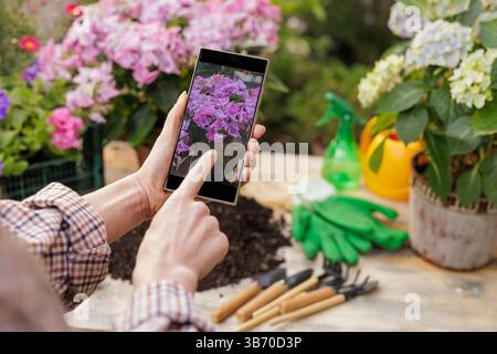 Close-up of gardener using smartphone to photograph blooming pink hydrangea flowers in the garden. Stock Photo