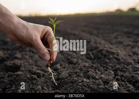 Hand holding a young sprout with roots against soil background, symbolizing growth, farming, and agriculture. Stock Photo