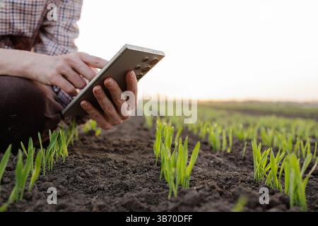 Farmer using smartphone technology to monitor young crop growth in the field during early spring season. Stock Photo