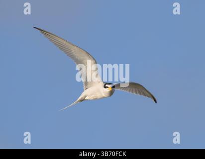 Least tern (Sternula antillarum) flying in blue sky and looking straight at camera, Galveston, Texas, USA. Stock Photo