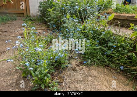 Close up view of self seeded forget me not plants growing between paving slabs in a patio in a residential garden and flowering with blue flowers Stock Photo