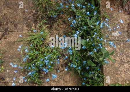 Close up view of self seeded forget me not plants growing between paving slabs in a patio in a residential garden and flowering with blue flowers Stock Photo