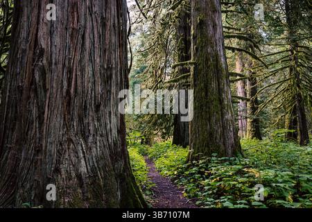 Cedar Tree Trail in the Bella Coola Valley Stock Photo