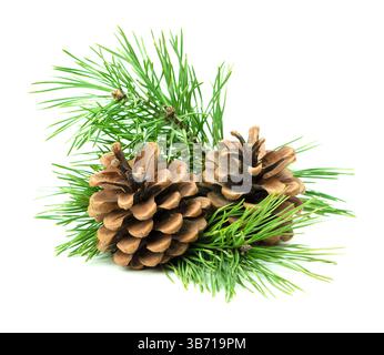 Detailed close-up of a pine branch covered with fresh green needles ...