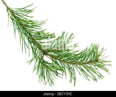 Pine branch with green needles on a white background, perfect for Christmas and New Year decor, invites, and banners. Stock Photo