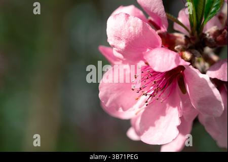 A pink cherry blossom in the sun, green copy space on left Stock Photo