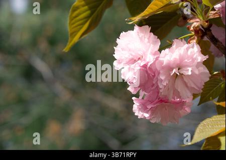 Prunus Kanzan cherry tree pink flowers and green leaves, copy space on left Stock Photo