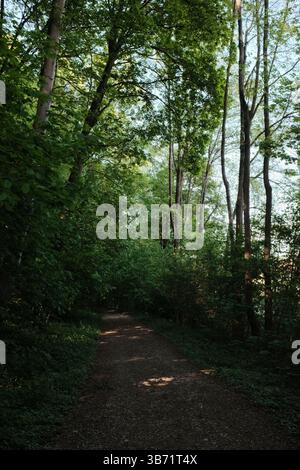 green tree canopy over forest path during spring with dappled sunlight and earthy trail in peaceful woodland. High quality photo Stock Photo