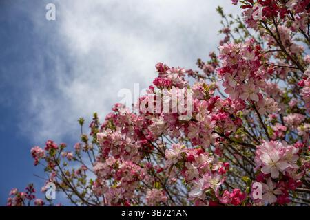 Crabapple tree flowering with pink blooms and new green leaves against a blue sky with wispy clouds at Lauritzen Gardens in Omaha, Nebraska, USA. Stock Photo