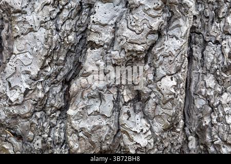 Extreme close-up detail of completely carbonized tree bark, showcasing the abstract patterns created by intense heat during a forest fire event. Stock Photo