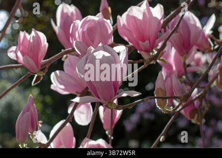Magnolia soulangeana hybrid plant flowers in the back lit. Saucer magnolia pink blossom in the sunny garden. Tulip tree ornamental plant branches in b Stock Photo