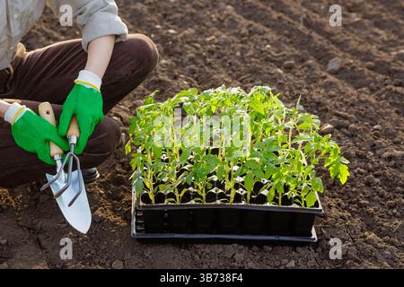 Gardener holding tools next to tray of green tomato seedlings on fertile soil, ready for planting in spring field. Stock Photo