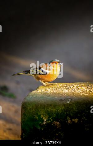 Vibrant male Chaffinch (Fringilla coelebs) bathed in golden light while sampling seeds on a mossy stone perch Stock Photo