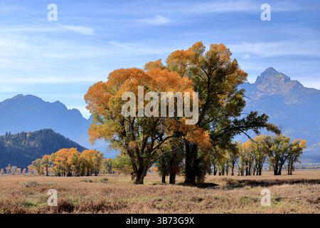 At Grand Teton National Park, Wyoming, USA, rugged Teton Range peaks do rise above a vast arid grass plain beneath a crisp blue sky with wispy clouds. Stock Photo