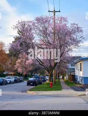 Cherry blossoms in bloom Vancouver BC. Stock Photo