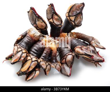 Raw goose barnacles close up isolated on white background. Delicacy food. Stock Photo