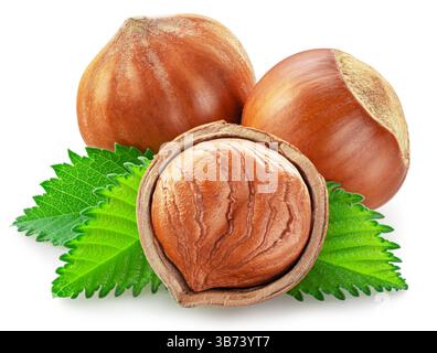 Hazelnuts, hazelnut kernel and green leaves on white background. Full depth of field. Clipping path. Stock Photo