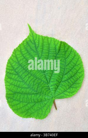 Spring green signle leaf of Small leaved lime or Linden tree on pale background Stock Photo