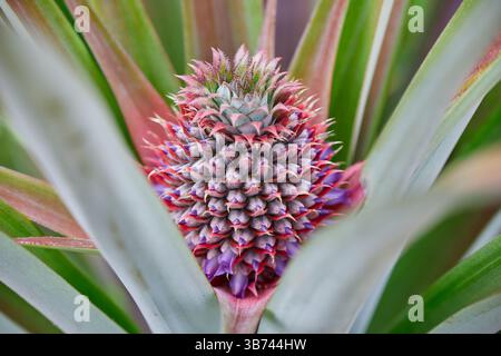 Young pineapple growing on plant Stock Photo