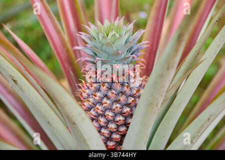 Young pineapple growing on plant Stock Photo