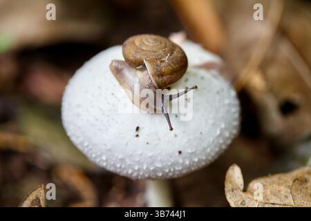Close-up of snail on white mushroom in forest Stock Photo