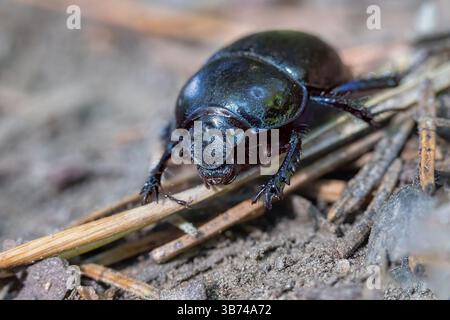Woodland Dor Beetle. Closeup front view. (Anoplotrupes stercorosus). Horizontally. Stock Photo