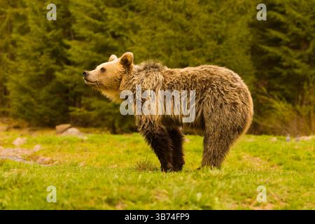 European brown bear Ursus arctos arctos, immature standing on grassland, sniffing air, Transylvania, Romania, April Stock Photo