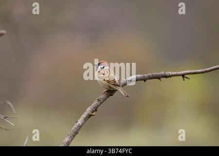 Eurasian tree sparrow Passer montanus, adult perched on branch, Transylvania, Romania, April Stock Photo