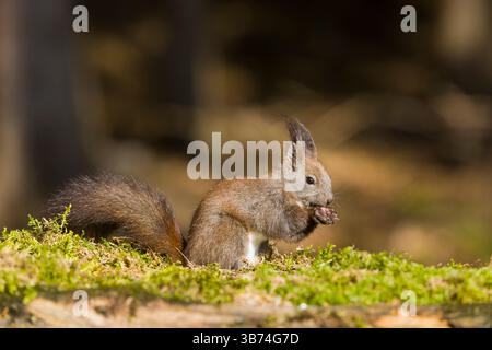 Red squirrel Sciurus vulgaris, adult standing on woodland floor, feeding, Transylvania, Romania, April Stock Photo