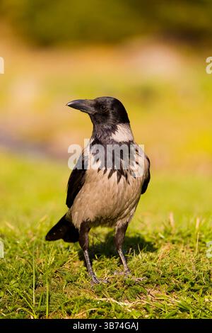 Hooded crow Corvus cornix, adult standing on grassland, Transylvania, Romania, April Stock Photo
