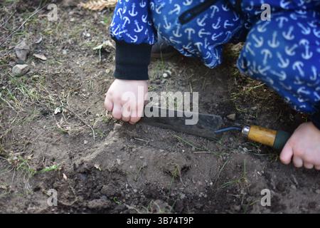 Toddler boy in blue soft shell bodysuit is playing with garden hoe digging ground into bucket in a back yard in spring sunny day close up . Stock Photo