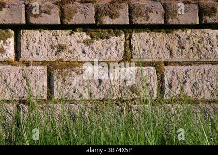 Close-up of lush green grass with a rustic, moss-covered brick wall in the background Stock Photo