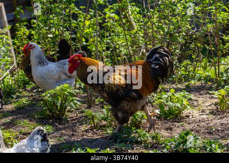 A bright rooster and a hen search for food among lush plants in a garden under a clear blue sky during a sunny afternoon. Stock Photo