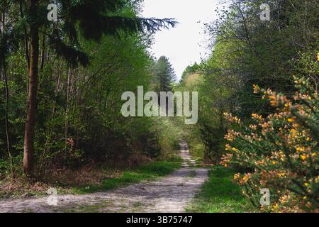 A woodland path in Bere Forest, Hampshire UK in early Spring Stock Photo