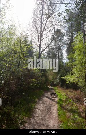 A woodland path in Bere Forest, Hampshire UK in early Spring Stock Photo
