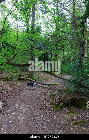 A woodland path in Bere Forest, Hampshire UK in early Spring Stock Photo