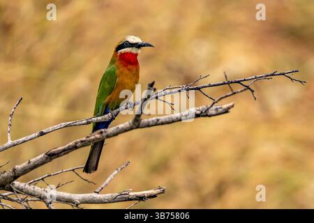 A white-fronted bee-eater on the lookout for insect prey. Stock Photo