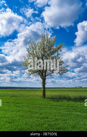 Single tree covered with white flowers in a field with emerging wheat Stock Photo