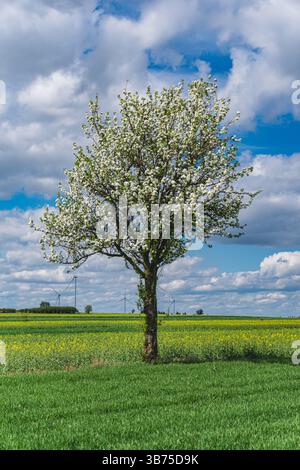 Single tree covered with white flowers in a field with emerging wheat Stock Photo