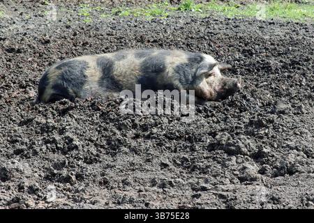 Domesticated Pig - Oxford Sandy and Black - Wallowing in Mud Stock Photo