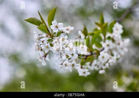 Close up of blossoming branch of a cherry tree (Prunus avium) with white blossoms. Stock Photo