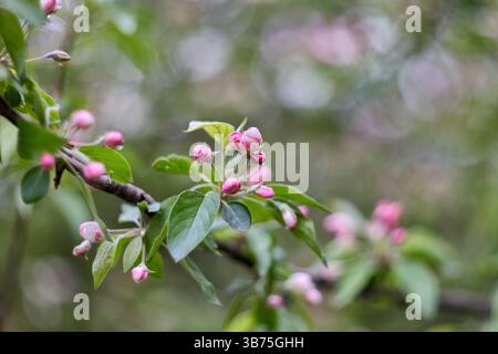Close up of blossoming branch of an apple tree with pink blossoms. Stock Photo