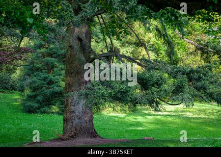 A large, mature tree with a textured, grey trunk is situated in a grassy field. The tree exhibits a broad canopy with numerous branches extending outw Stock Photo