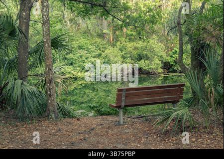An Empty park bench near pond in Florida surrounded by palms in a natural area. Marion County, Dunnellon, Florida. Blue Run Park. Stock Photo