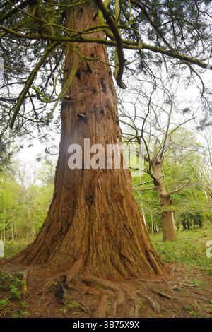 Canadian redwood tree Stock Photo