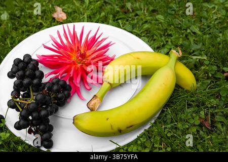 A white plate sits on green grass, holding two yellow bananas, a bunch of dark grapes, and a vibrant pink flower. Stock Photo
